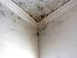 Trusted Lynwood, CA Mold Removal & Remediation Experts